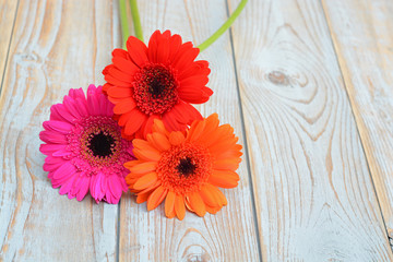 Obraz premium Mooie gekleurde Gerbera's