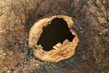 Close up of coconut (macro)
