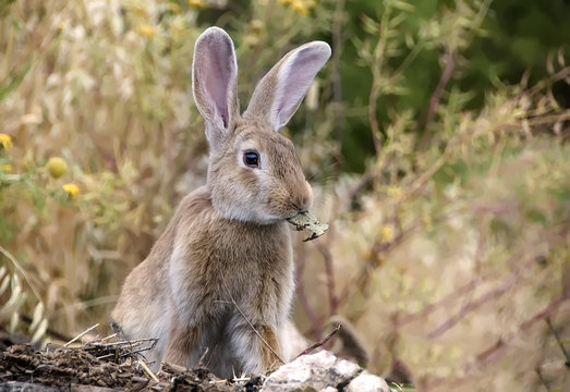 Bunny rabbit sitting and eating at the fields