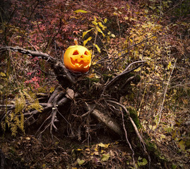 Pumpkin head on the snag in the forest