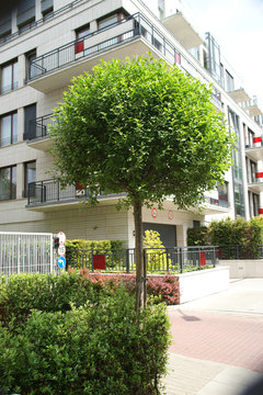 Prunus x eminens Umbraculifera in the town