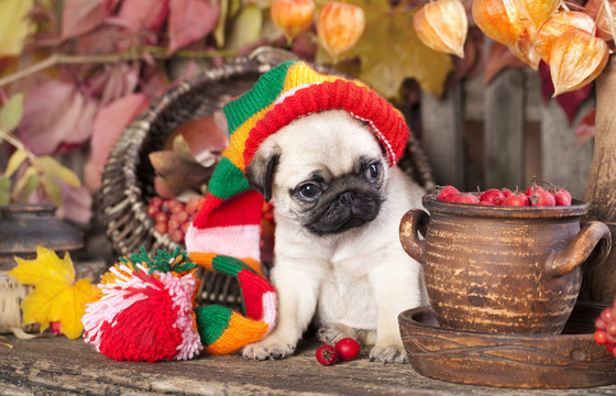 pug puppy in gnome hat