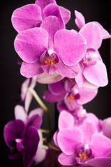Pink orchid on a black background - 2