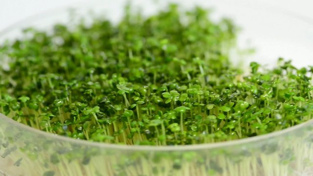 Ruccola Sprossen auf einem Drehteller