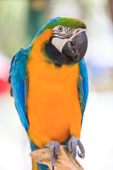 Macaw Isolated on white