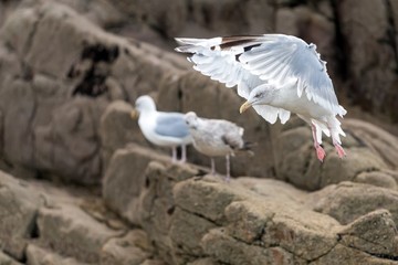 Seagull landing