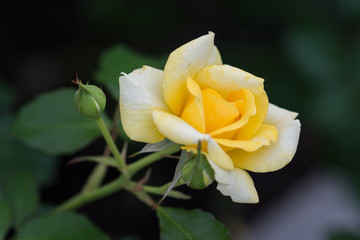 バラ"ゴールド・バニー"