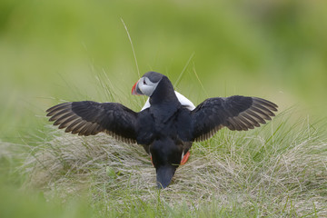 Atlantic puffin spreading his wings.