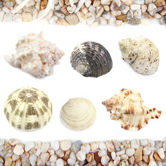 Collage of shells and other beach flotsam isolated on white