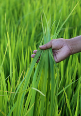 Green rice field with farmer hand