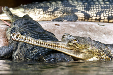 Gharial