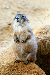 Black-tailed prairie dog