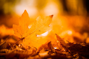faded leaf