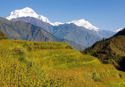 dhaulagiri and paddy-field