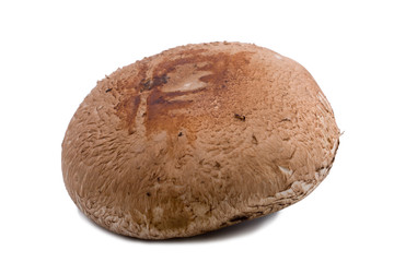 Mushrooms on a white background