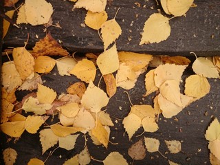 жёлтые листья на доске