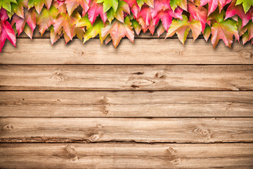 Fototapeta premium Autumn background with colored leaves