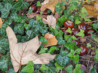 leaves and chestnuts