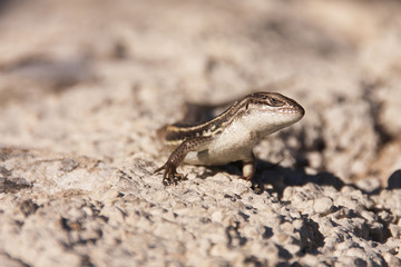 lizard