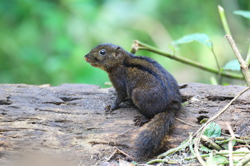 Naklejka na ściany i meble Three-striped Ground Squirrel (Lariscus insignis) in Mt.Kerinci