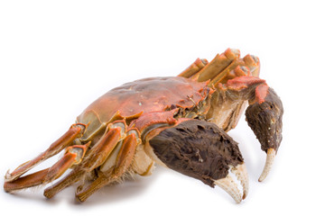 Hairy crabs. Isolated on white
