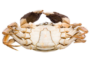 Hairy crabs. Isolated on white