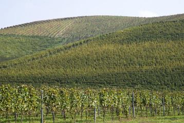 Fototapeta premium Vineyards on the hills of Langhe in Piedmont, Northern Italy