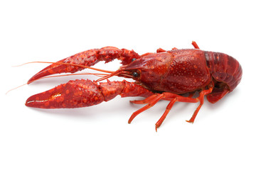 crawfish isolated on white background