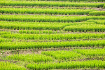 rice terraces in chiangmai Thailand