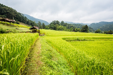 Fototapeta na wymiar rice field inchiangmai Thailand