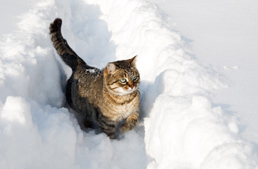 Cat sneaks in snow drifts