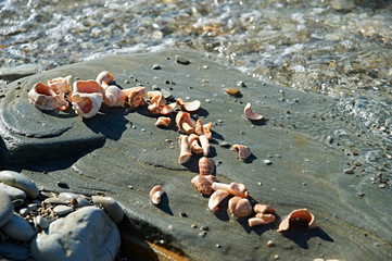 Rapana Seashells in stone