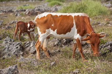 vache rodriguaise et son veau