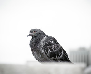 Lonely Pigeon