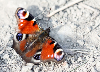 European Peacock butterfly