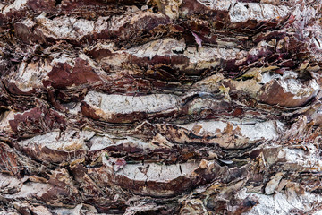 Bark of Madeira palmtree with stubs of removed leafs.