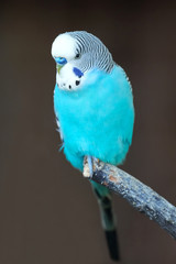 Blue Budgerigar (Melopsittacus undulatus)