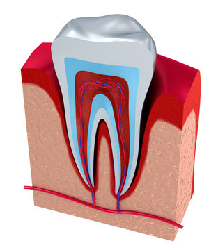 Section of the tooth. pulp with nerves and blood vessels.