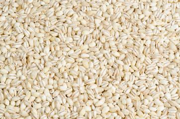 barley closeup, background