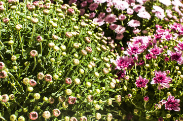 Obraz na płótnie Canvas Purple chrysanthemums closeup as background to sunlight