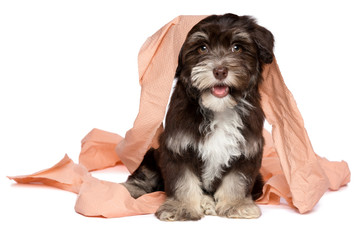 Funny dark chocolate havanese puppy is playing with toilet paper © mdorottya