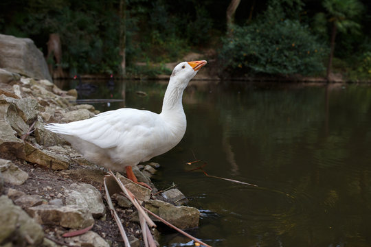white goose drinks water of pond