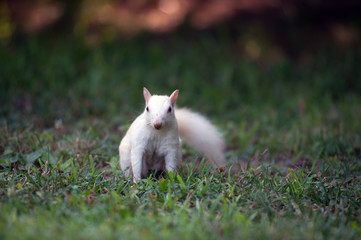 White squirrel in the grass