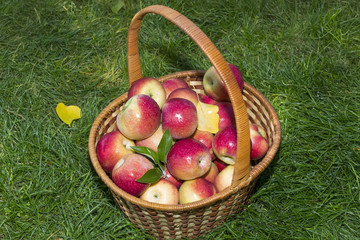 basket with red apples in the garden