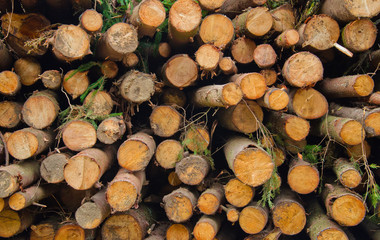 стволы деревьев, сложенные вместе