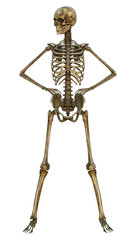 Human Skeleton