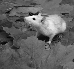 rat on a wooden floor covered with fallen leaves