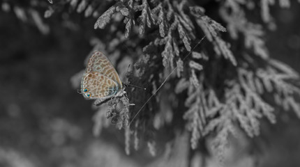 Papillon