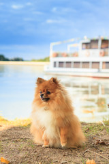 Fototapeta na wymiar Pomeranian puppy redhead on the beach