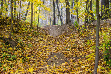 Obraz premium autumn leaves